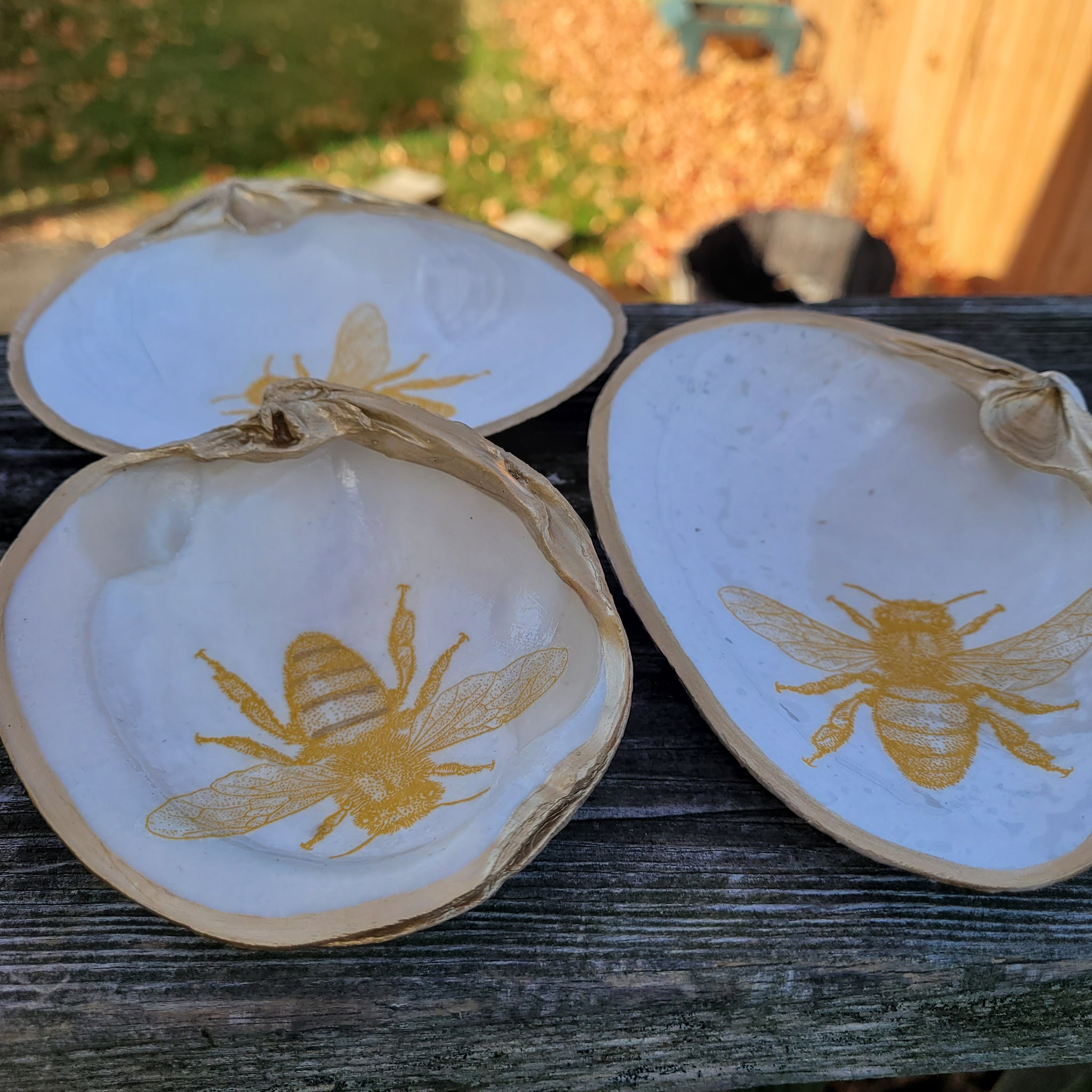 Leigh's Maine Shells