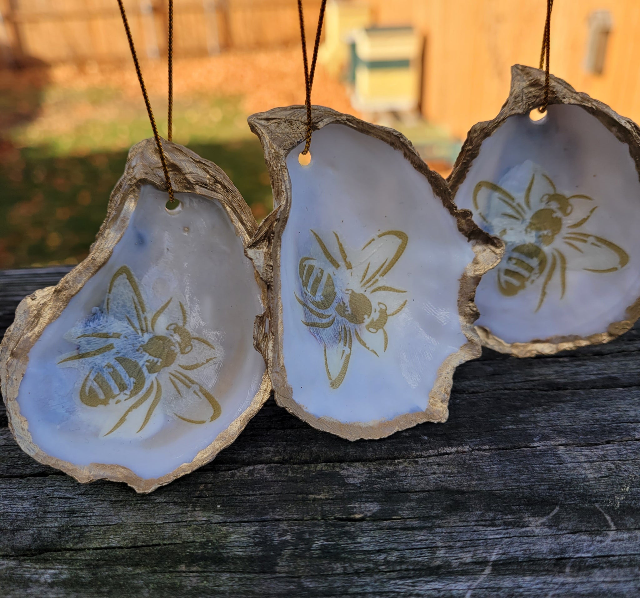 Leigh's Maine Shells