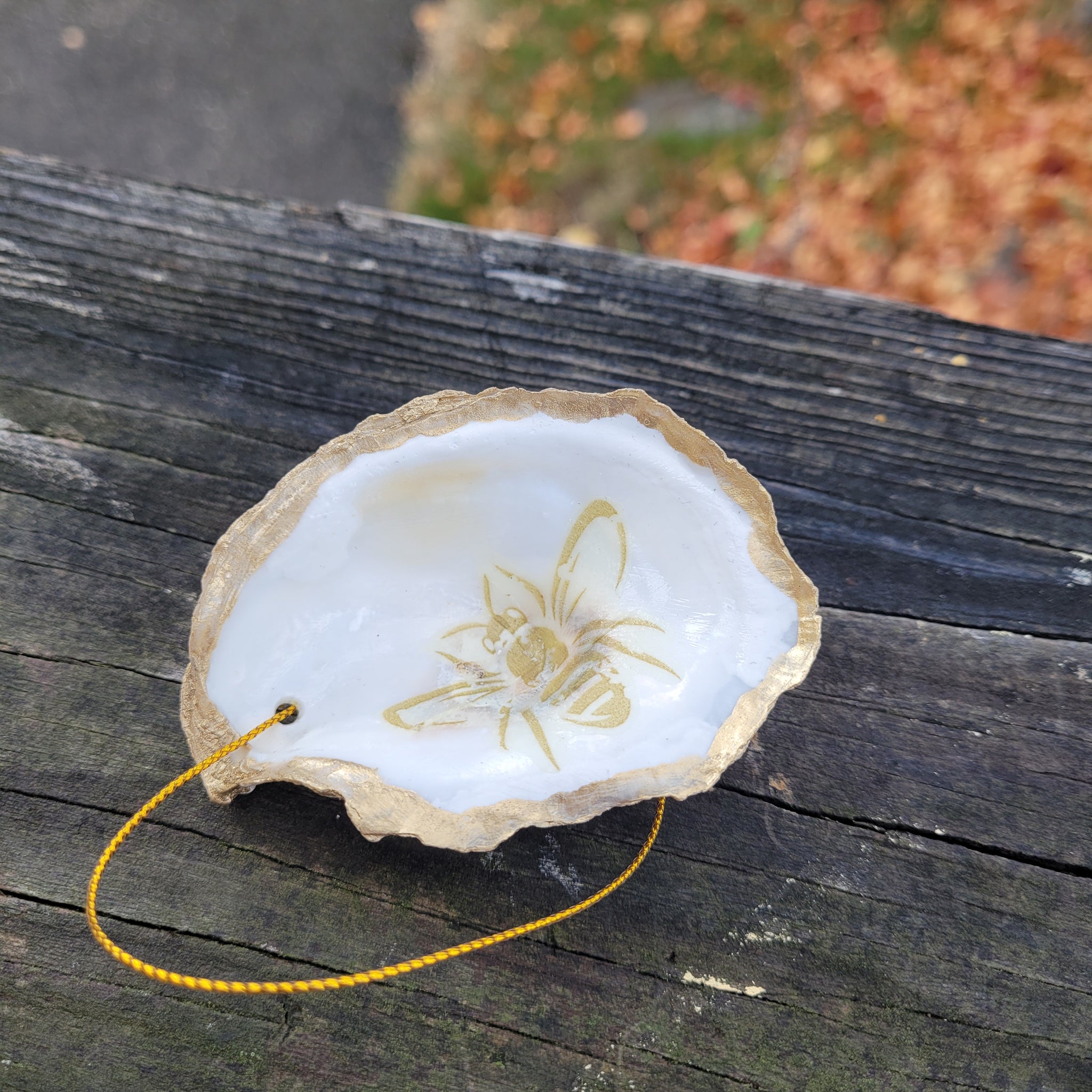 Leigh's Maine Shells