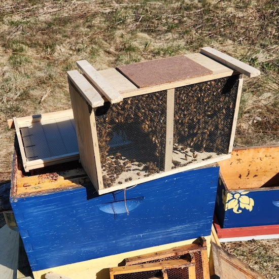 2026 Package Bees - Local pickup only! - The Honey Exchange