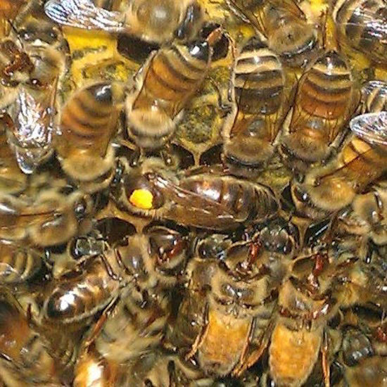 Russian Queen Bees